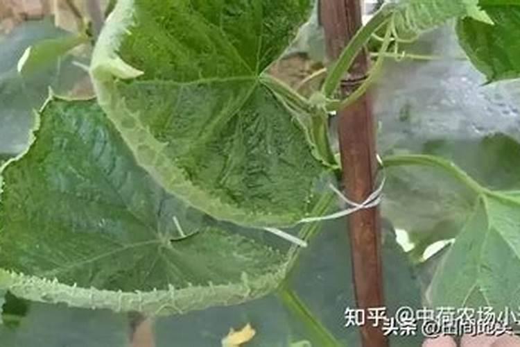 豆角蓟马为什么难防治？怎么去防治？