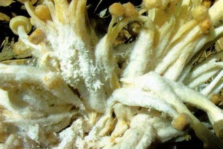 金针菇绿霉病的防治策略：确保健康栽培的关键步骤