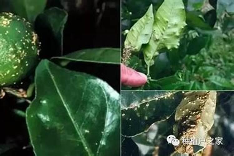 柑橘病虫害全解析：从识别到防治，掌握科学管理之道