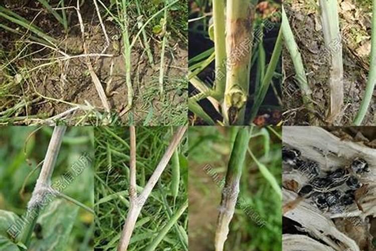 菌核净有什么危害吗？菌核净对芹菜、菜豆类的危害