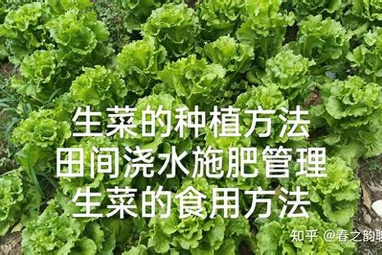 生菜种植管理讲方法？