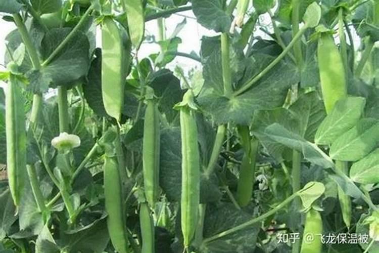 掌握时节与技巧：豌豆种植全攻略