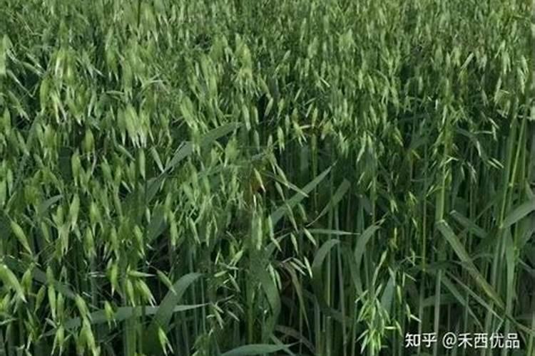 小麦的高株燕麦用什么农药？
