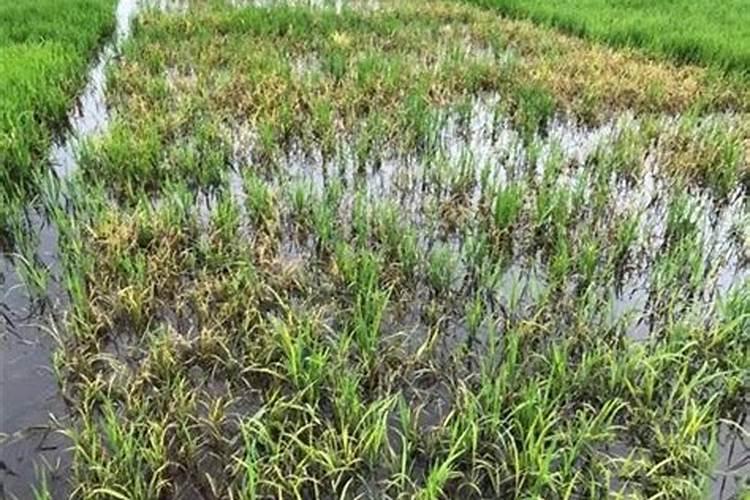 水稻能用甲氧咪草烟吗