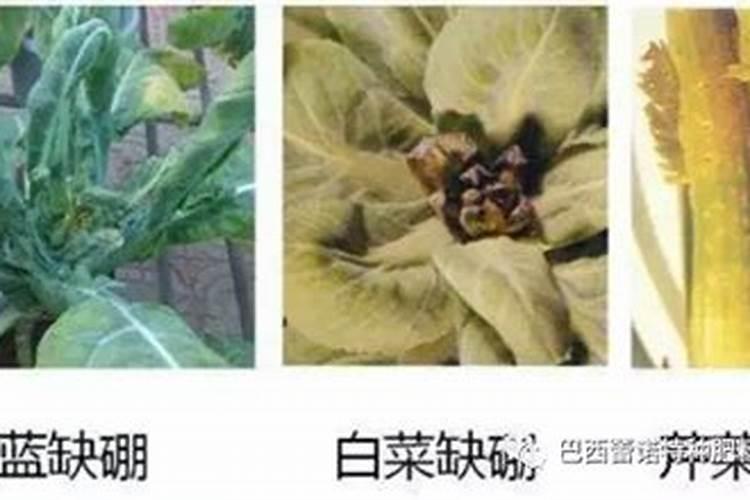 小麦和油菜哪个缺硼肥少一些？