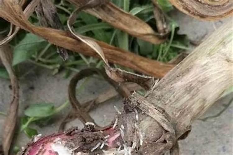 秋白菜地蛆的发生有什么危害？
