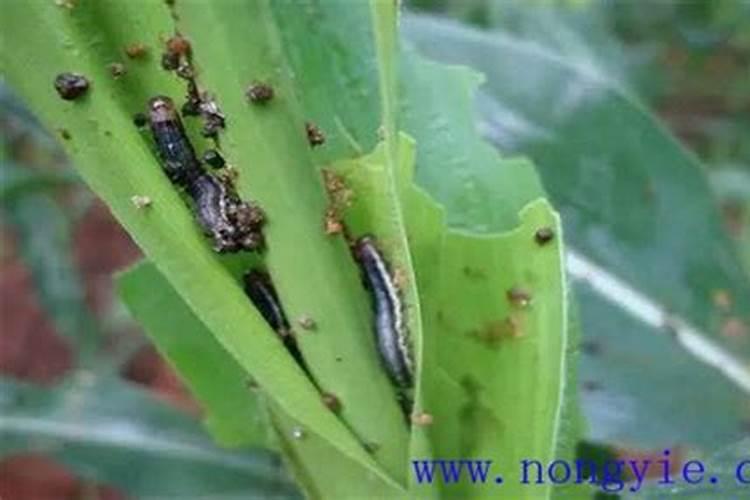 粘虫防治方法