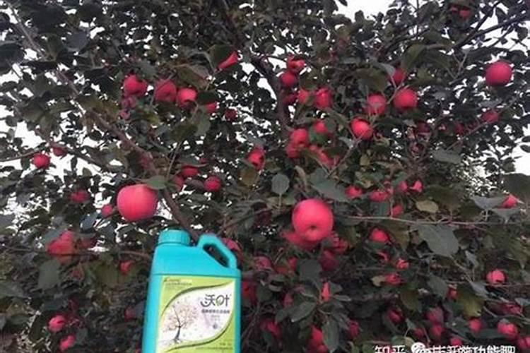果树冲施肥冲施后几天果树有效果？