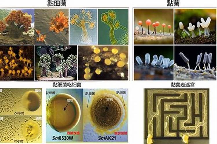 细菌生物农药：农业可持续发展的绿色守护者