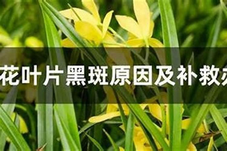 兰花叶片黑斑原因及补救办法？
