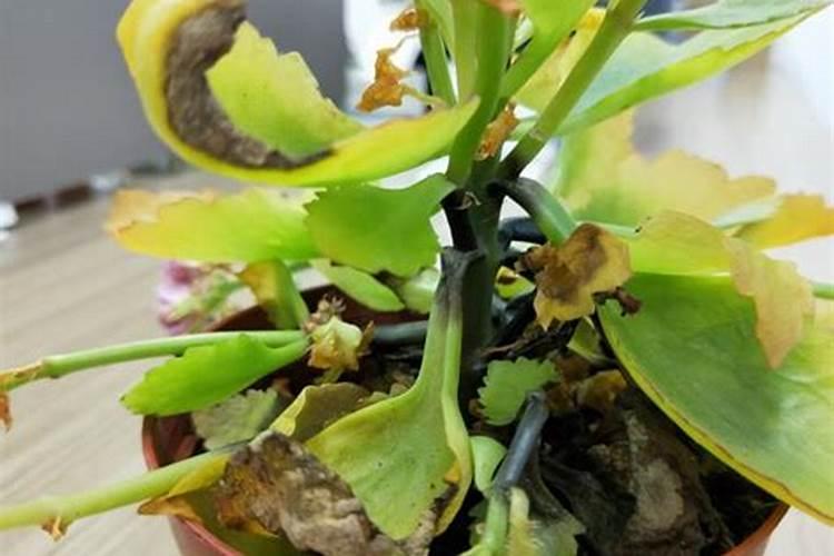 长寿花烂根黑杆的原因（长寿花为什么烂根黑杆）？
