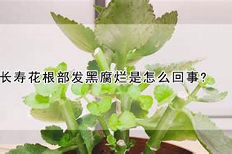 长寿花根部发黑腐烂是怎么回事？