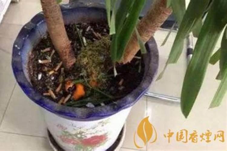 烟灰可以做肥料吗烟灰种花的作用与功效？