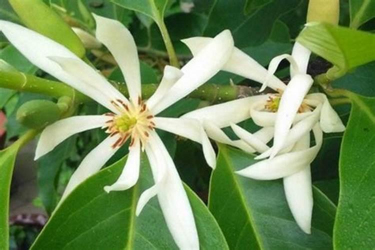 盆栽白兰花安全过冬的养殖技术