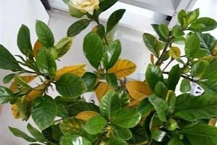 栀子花叶子发黄是何原因？