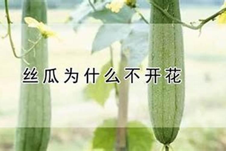 丝瓜为什么会萎缩？丝瓜萎缩的原因