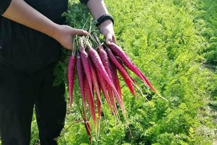 萝卜种植各阶段肥料的如何选择及使用？