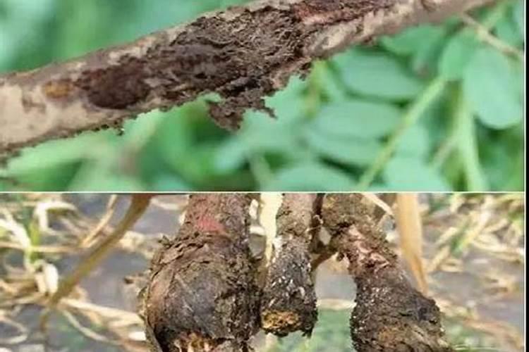 中药材防治病虫害时慎用剧毒农药