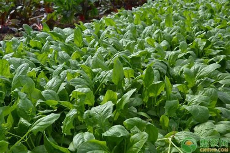 高产菠菜施肥技术是什么？如何种出优质菠菜？