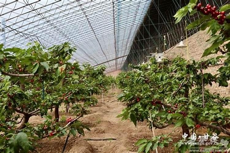逆季节生长：塑料大棚樱桃栽培技术揭秘