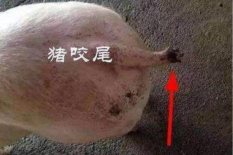 奶猪互相咬尾是什么原因？