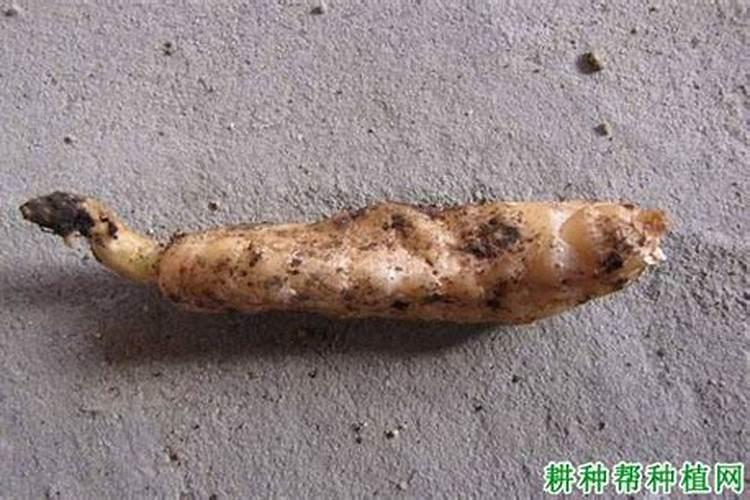 天麻杂菌防治：守护中药材的绿色屏障