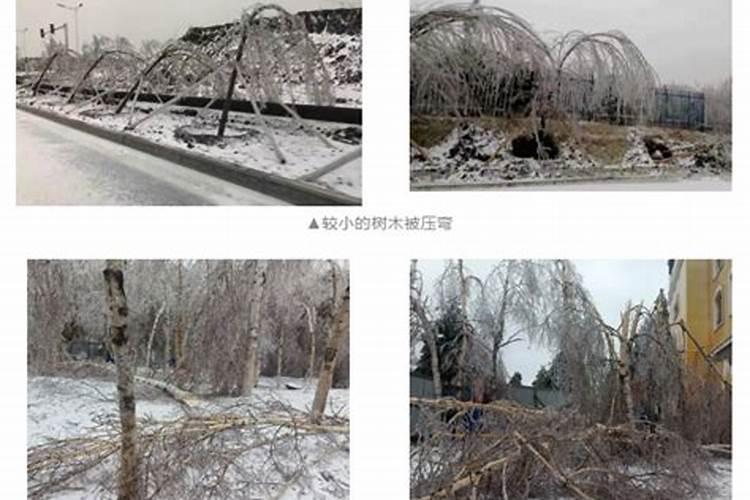冬季考验：果树雪灾后的救护与复兴