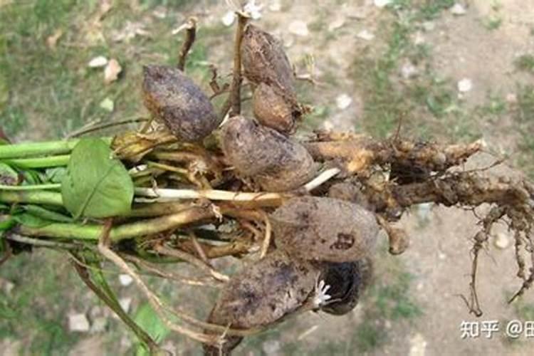 花生果腐病可以用多菌灵灌根吗？