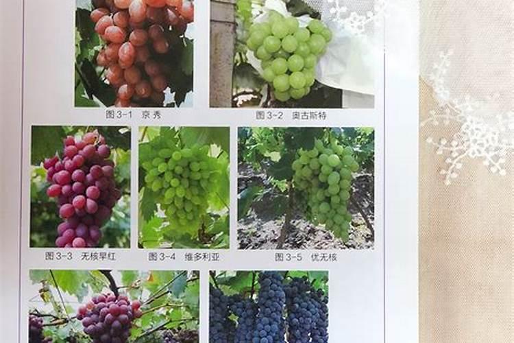 葡萄种植时间以及种植技术大全