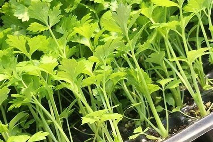 掌握时机与技巧：芹菜育苗全攻略