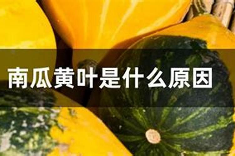 南瓜黄叶是什么原因？