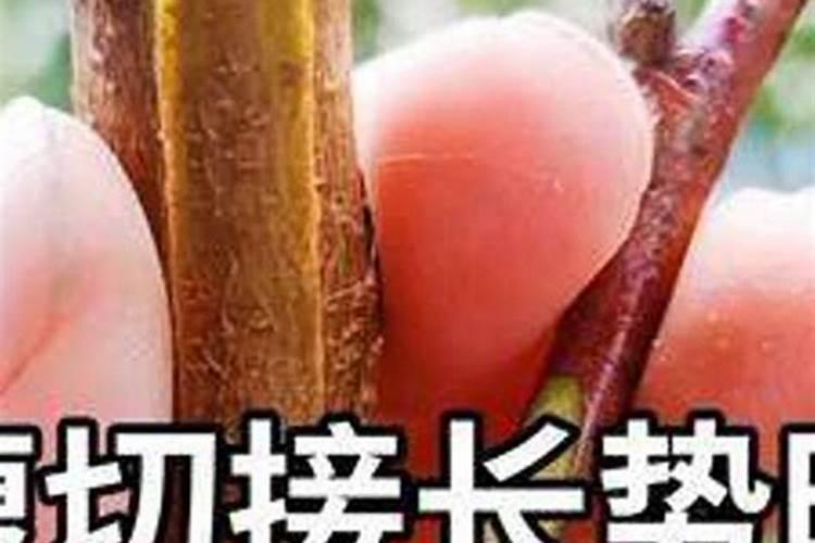 秋季果树嫁接的艺术：掌握时机与技巧