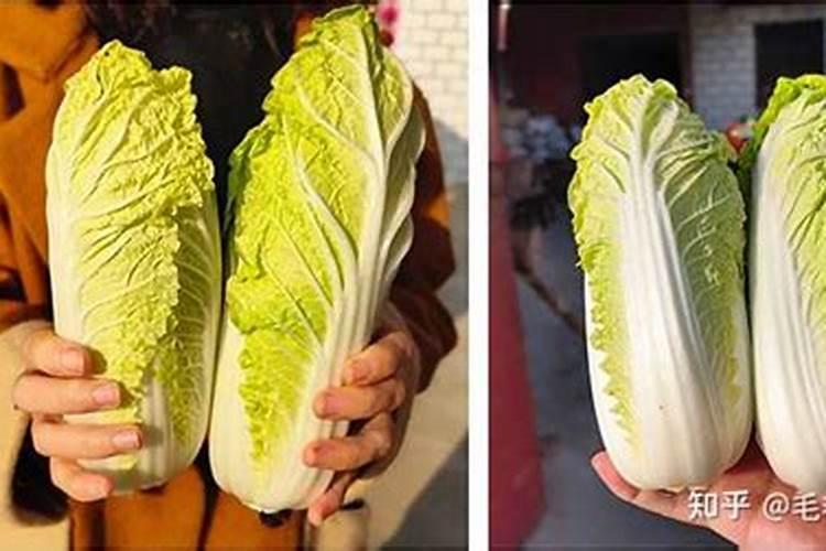 绿意盎然：大白菜与沼肥的完美邂逅