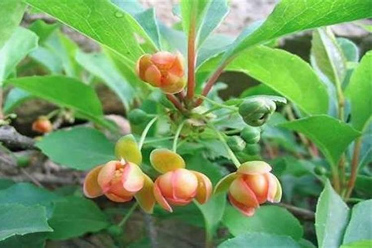 白兰瓜落花落果原因及预防