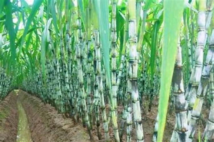 甘甜事业：甘蔗种植技术与植保经验全解析