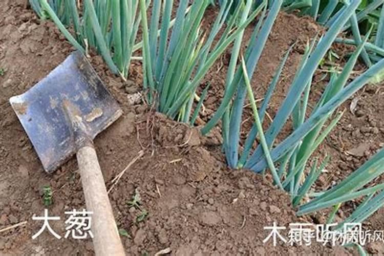种植葱用什么肥料？