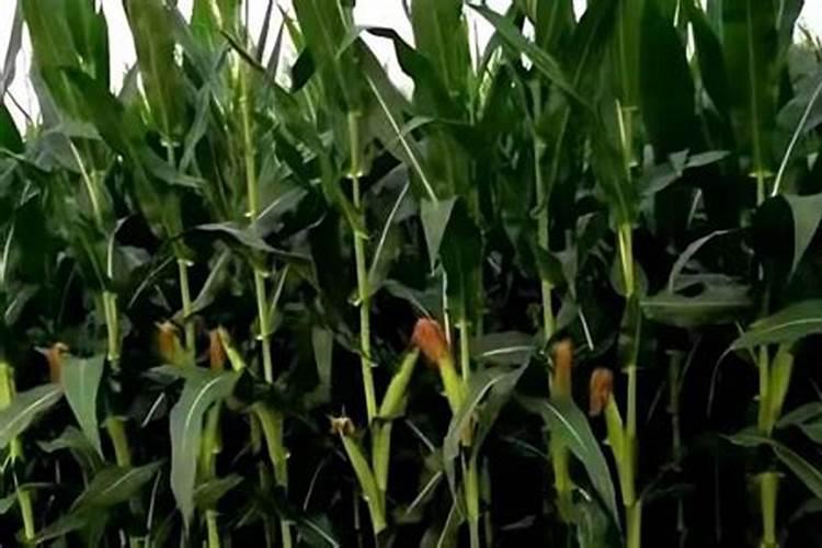 黄金时节的守护者：加强玉米穗期管理的关键措施