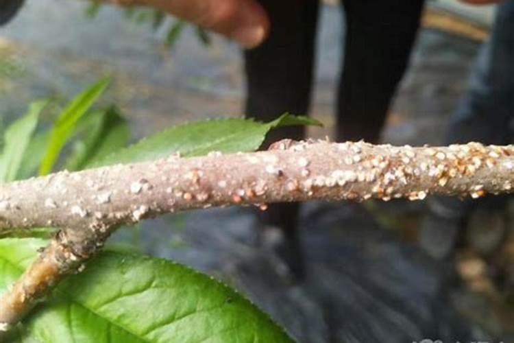 怎样防治桑白蚧虫害？