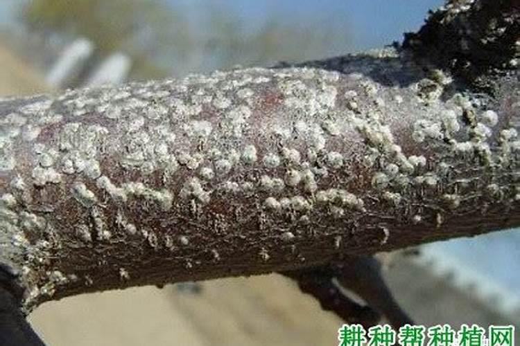 桑白蚧防治方法