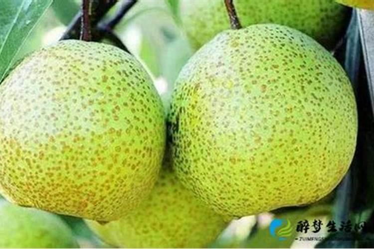 莱阳茌梨发生果锈的原因是什么？