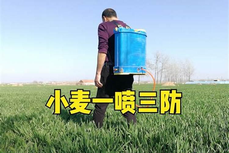 小麦一喷三防施药最佳时期