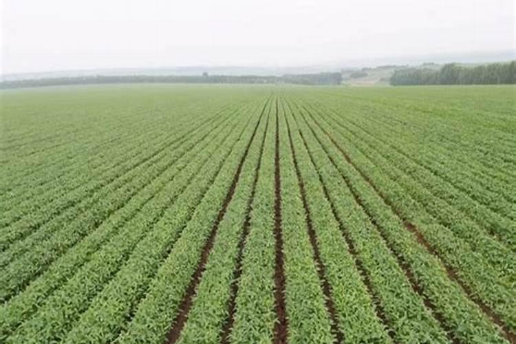 大豆高产栽培技术方案