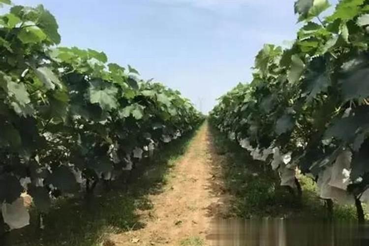 秋季葡萄栽培要点：掌握关键技巧，迎接丰收季节