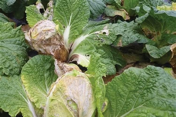 十字花科蔬菜的细菌性病害用哪些农药防治？