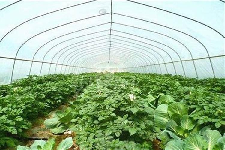 逆季栽培：掌握反季节蔬菜施肥的艺术
