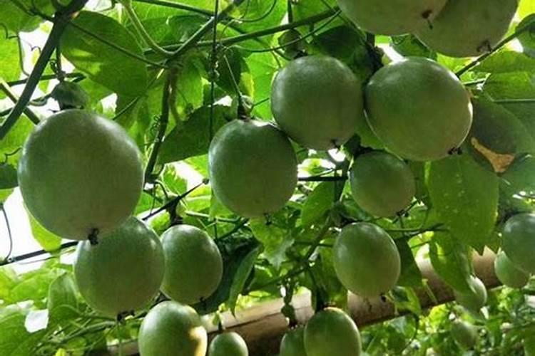 百香果开花期管理与施肥指南：迈向高产的关键步骤