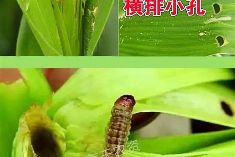 玉米田出现粘虫与螟如何防治？