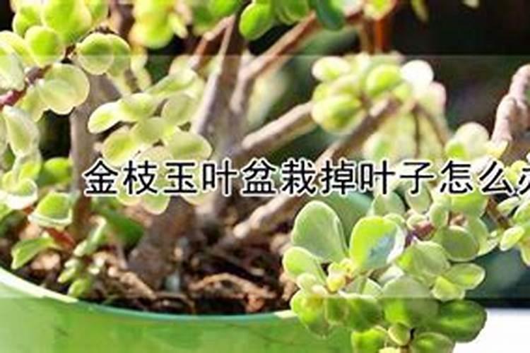 盆栽金枝玉叶换盆后落叶怎么办