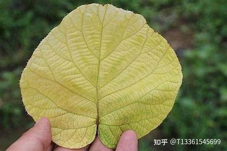 树叶发黄是什么原因？