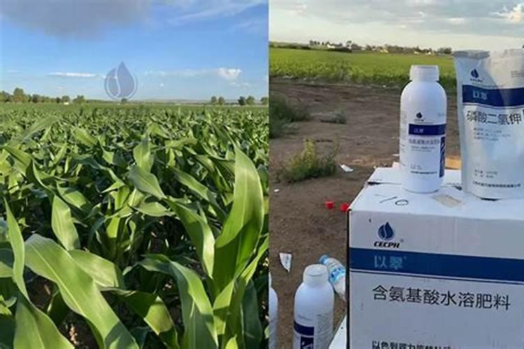 大豆打实心虫的时候加点叶面肥和膨大素可以吗？